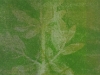 arbre-de-vie-web